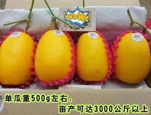 高质量qq吃瓜,高质量QQ吃瓜背后的真相与趣味