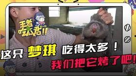 职业吃瓜君,揭秘娱乐圈幕后真相的神秘推手