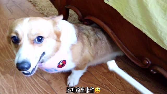 兔子牙吃白瓜,探寻白瓜的秘密